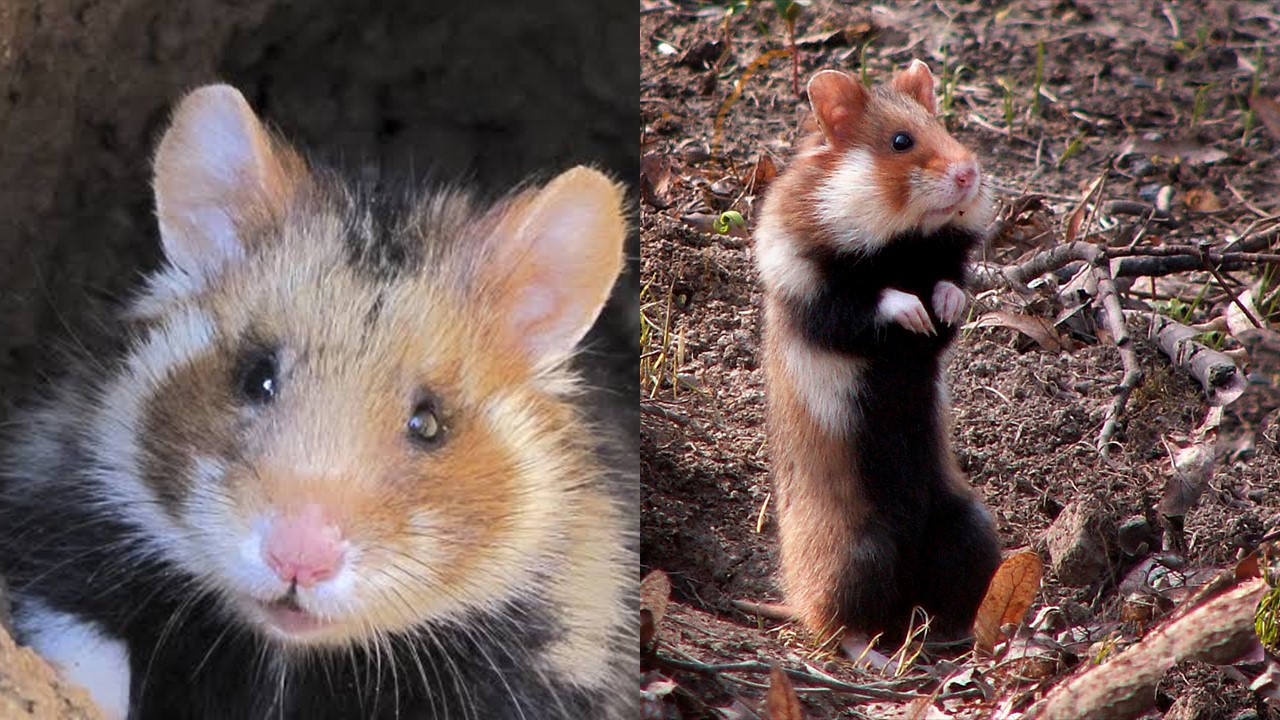 Chomik europejski. Common Hamster (Cricetus cricetus) 