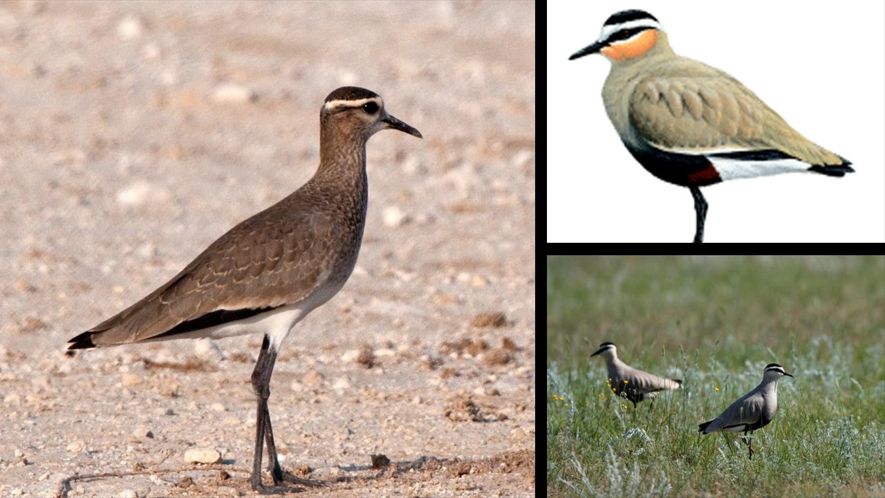 Towarzyska czajka. Sieweczka towarzyska  - Sociable Lapwing (Vanellus gregarius) / Europejska Czerwona Lista i Europejska Czerwona Księga. źródło: BirdLife