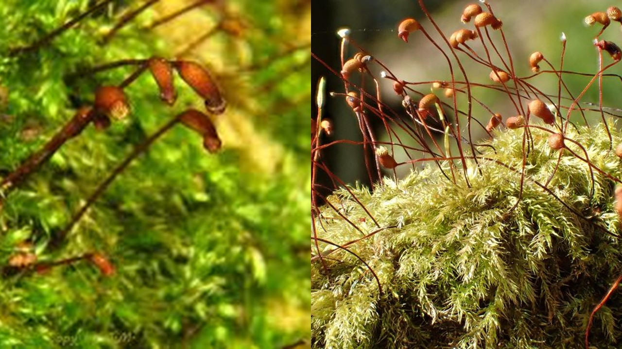 Krótkoszek aksamitny. (Brachytheciastrum vanekii). Europejska Czerwona Lista. Lista gatunków zagrożonych w Polsce. Ptaki. Stan na 9 marca 2025 r.