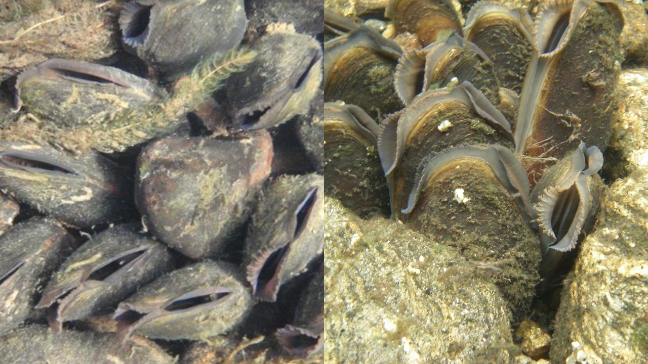 Perłoródka rzeczna. Freshwater Pearl Mussel (Margaritifera margaritifera) Europejska Czerwona Lista. Europejska Czerwona Lista. Lista gatunków zagrożonych w Polsce. Europejska Czerwona Lista. Lista gatunków zagrożonych w Polsce. Owady, grzyby, małże, ślimaki. Stan na 15 marca 2025 r