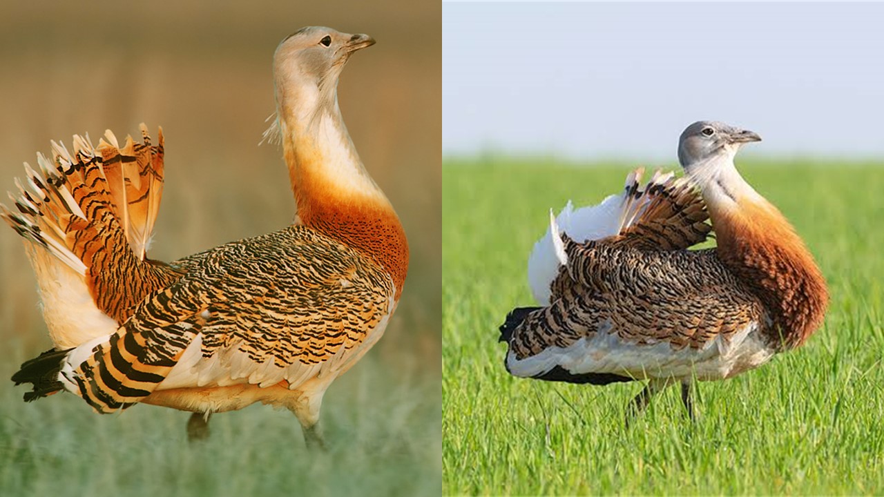 Drop Wielki. Great Bustard (Otis tarda) . Europejska Czerwona Lista. Lista gatunków zagrożonych w Polsce. Ptaki. Stan na 7 marca 2025 r.