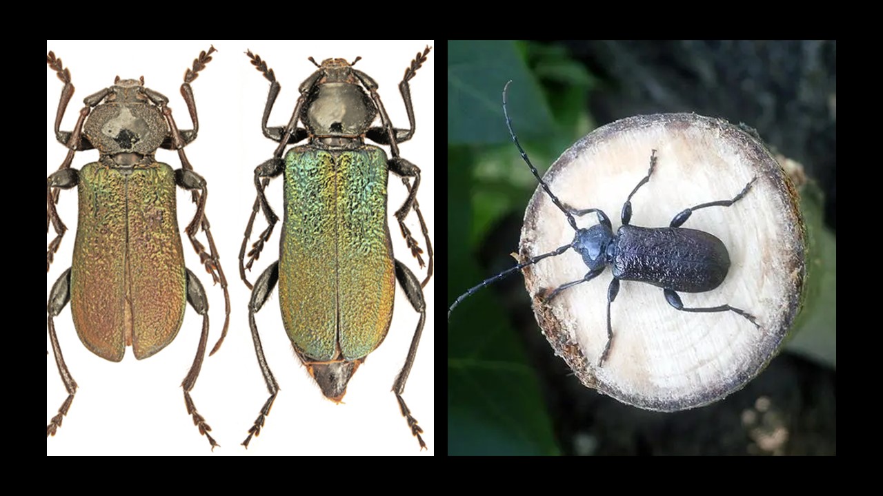 Ropalopus ungaricus. Vit Örtblomfluga. Europejska Czerwona Lista. Europejska Czerwona Lista. Lista gatunków zagrożonych w Polsce. Europejska Czerwona Lista. Lista gatunków zagrożonych w Polsce. Owady, grzyby, małże, ślimaki. Stan na 15 marca 2025 r