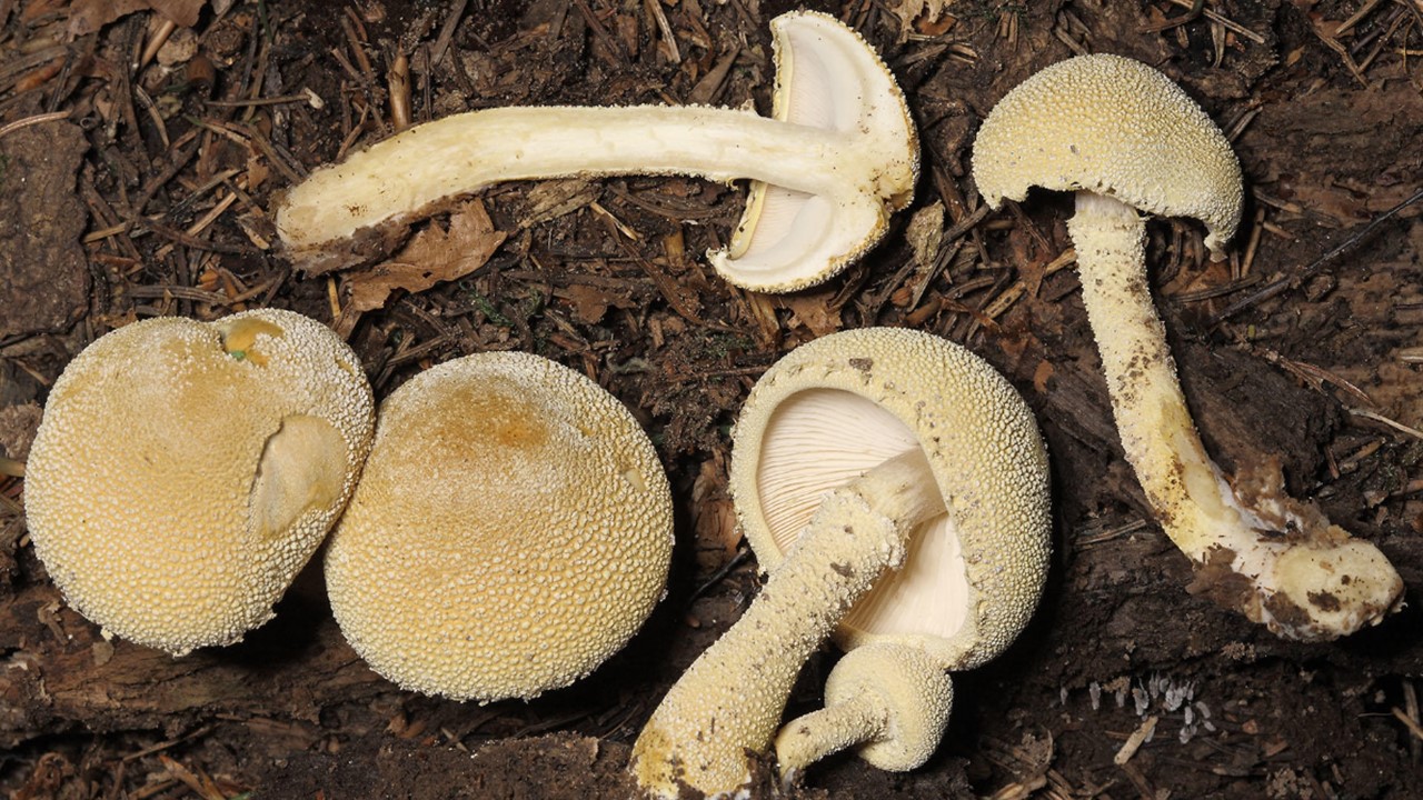 Cystoderma carpaticum. Europejska Czerwona Lista. Europejska Czerwona Lista. Lista gatunków zagrożonych w Polsce. Europejska Czerwona Lista. Lista gatunków zagrożonych w Polsce. Owady, grzyby, małże, ślimaki. Stan na 15 marca 2025 r