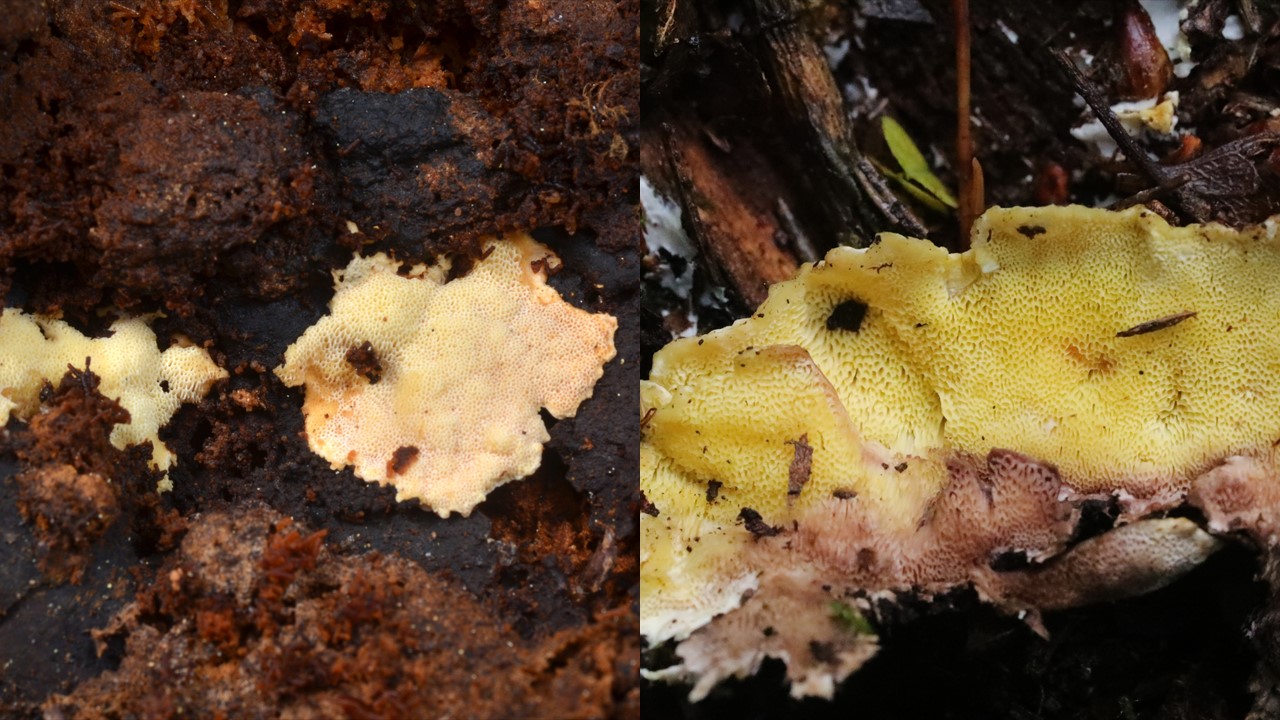 Jamkóweczka cytrynowa. Lemon-coloured Antrodiella (Flaviporus citrinellus). Europejska Czerwona Lista. Europejska Czerwona Lista. Lista gatunków zagrożonych w Polsce. Europejska Czerwona Lista. Lista gatunków zagrożonych w Polsce. Owady, grzyby, małże, ślimaki. Stan na 15 marca 2025 r