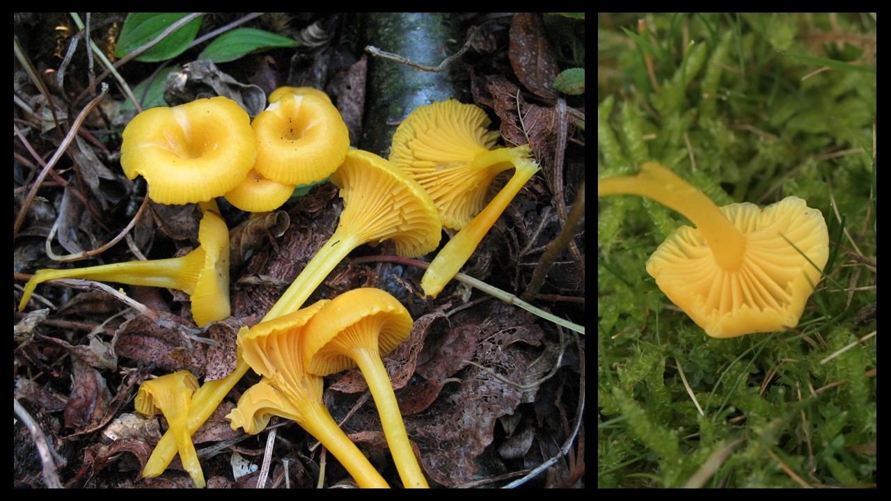 Wilgotnica żółta. Dottergelber Saftling. (Gloioxanthomyces vitellinus) Europejska Czerwona Lista. Europejska Czerwona Lista. Lista gatunków zagrożonych w Polsce. Europejska Czerwona Lista. Lista gatunków zagrożonych w Polsce. Owady, grzyby, małże, ślimaki. Stan na 15 marca 2025 r