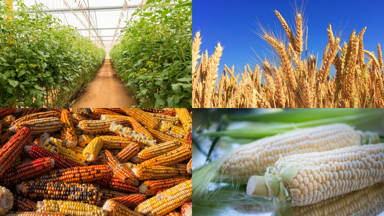 Ocena ryzyka organizmów zmodyfikowanych genetycznie dla środowiska naturalnego. Dyrektywa UE 2018/350 Ocena ryzyka organizmów zmodyfikowanych genetycznie dla środowiska naturalnego. Dyrektywa UE 2018/350