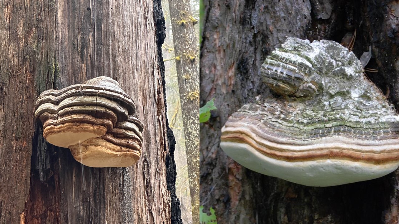 Pniarek lekarski. Eburiko (Fomitopsis officinalis) Europejska Czerwona Lista. Europejska Czerwona Lista. Lista gatunków zagrożonych w Polsce. Europejska Czerwona Lista. Lista gatunków zagrożonych w Polsce. Owady, grzyby, małże, ślimaki. Stan na 15 marca 2025 r