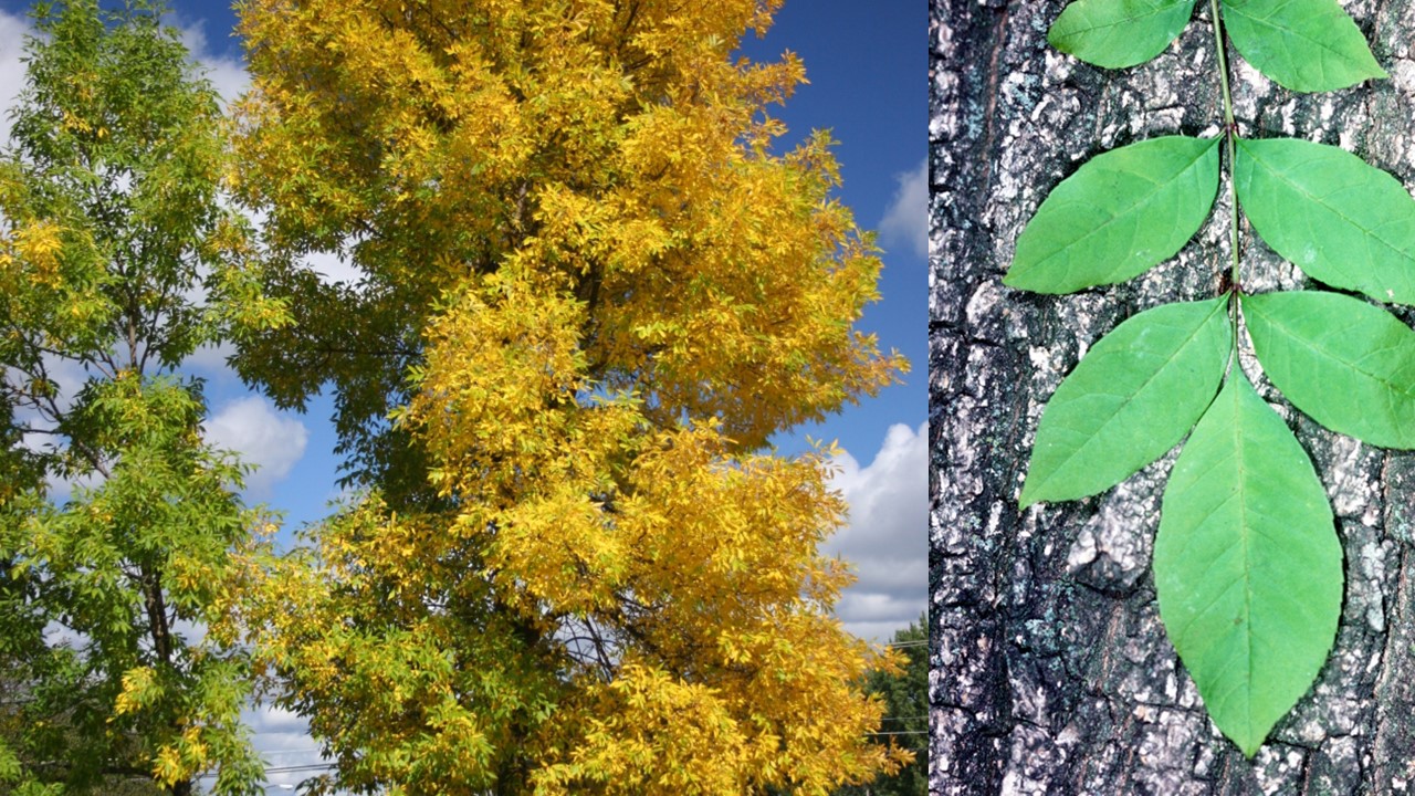 Jesion pensylwański. Jesion omszony. Green Ash (Fraxinus pennsylvanica Marshall).