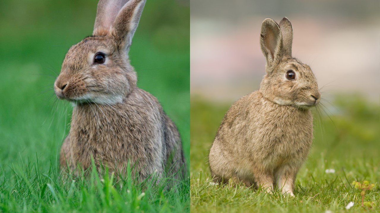 Królik europejski, Królik dziki. European Rabbit (Oryctolagus cuniculus). Europejska Czerwona Lista. Lista gatunków zagrożonych w Polsce. Ptaki. Stan na 9 marca 2025 r.