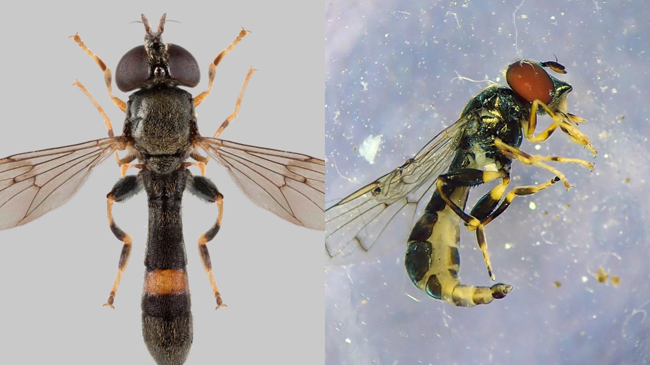 Limburse Korsetzweefvlieg (Neoascia unifasciata). Europejska Czerwona Lista. Lista gatunków zagrożonych w Polsce. Owady. Stan na 13 marca 2025 r. Zagrożona bioróżnorodność, zagrożone życie Europy i Świata. Część. 3