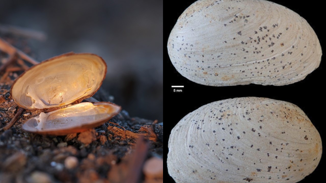 Skójka gruboskorupowa. Thick Shelled River Mussel. (Unio crassus) Europejska Czerwona Lista. Europejska Czerwona Lista. Lista gatunków zagrożonych w Polsce. Europejska Czerwona Lista. Lista gatunków zagrożonych w Polsce. Owady, grzyby, małże, ślimaki. Stan na 15 marca 2025 r
