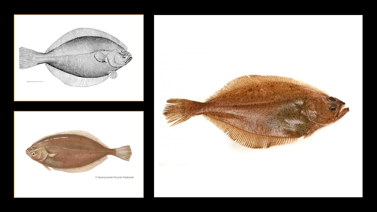 Niegładzica. Gładzica kanadyjska. American Plaice. (Hippoglossoides platessoides). Europejska Czerwona Lista. Lista gatunków zagrożonych w Polsce. Ptaki. Stan na 9 marca 2025 r.