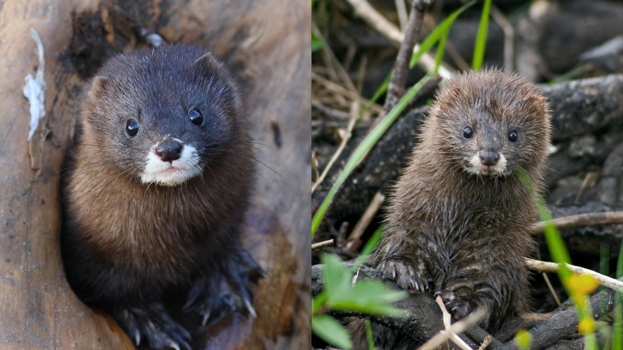 Norka europejska. Europejska Czerwona Lista i Europejska Czerwona Księga.. Zdjęcia: 1.The IUCN Red List of Threatened Species, 2016, 2. Zoogalaxy 