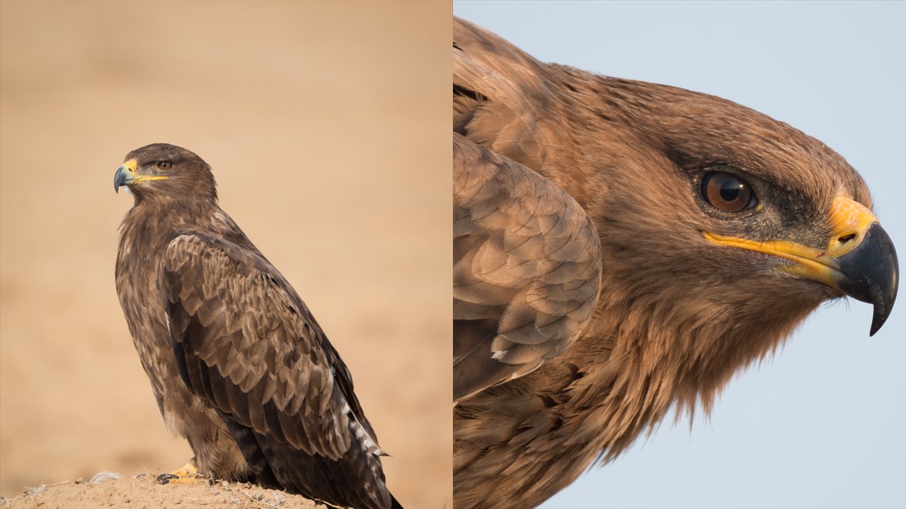 Orzeł stepowy. Steppe Eagle (Aquila nipalensis) . Europejska Czerwona Lista. Lista gatunków zagrożonych w Polsce. Ptaki. Stan na 7 marca 2025 r.