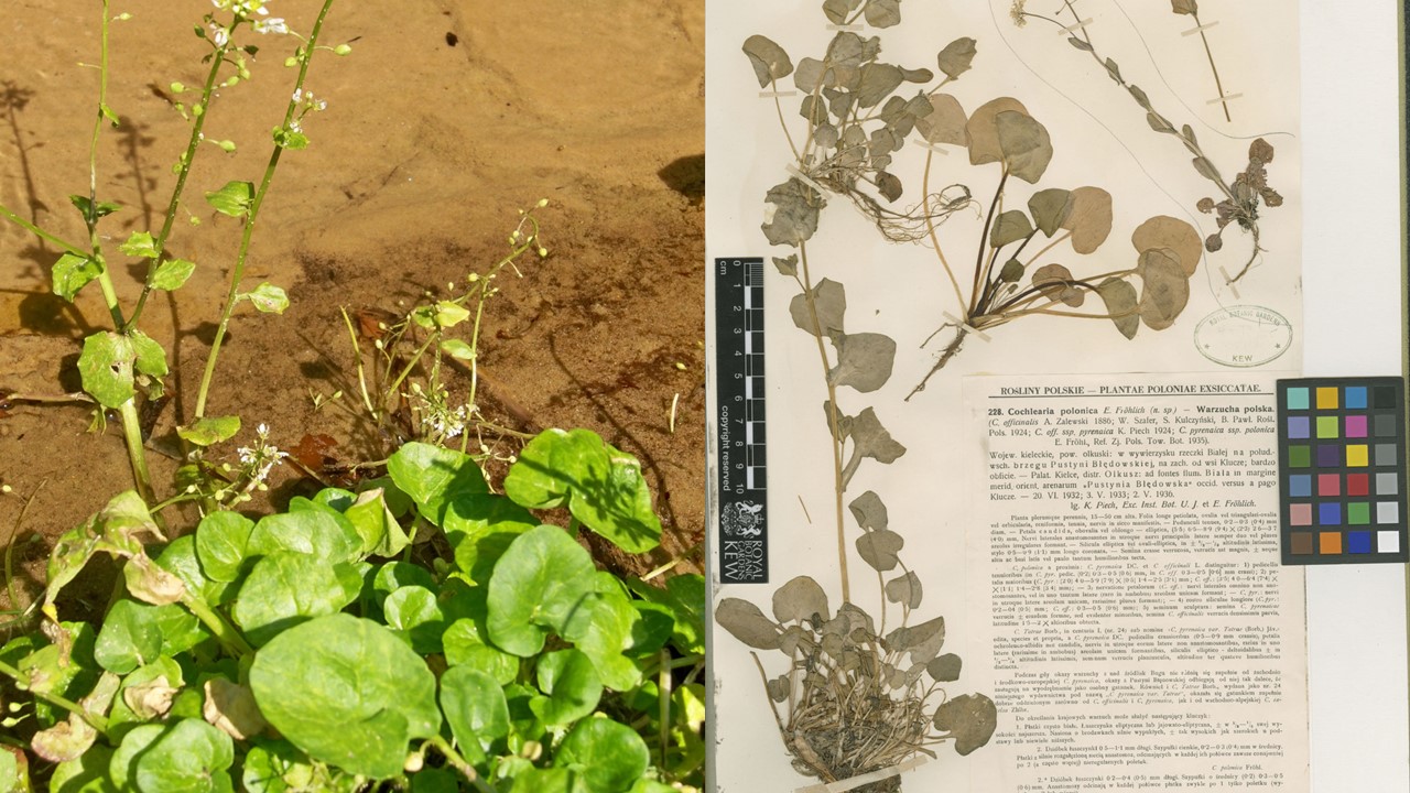 Warzucha polska. Polish Scurvy-grass. (Cochlearia polonica). Europejska Czerwona Lista. Lista gatunków zagrożonych w Polsce. Ptaki. Stan na 9 marca 2025 r.