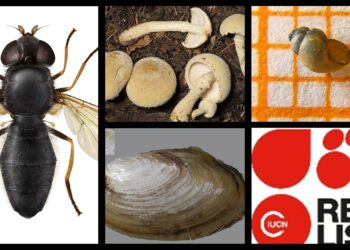 Europejska Czerwona Lista. Lista gatunków zagrożonych w Polsce. Owady, grzyby, małże, ślimaki. Stan na 15 marca 2025 r.
