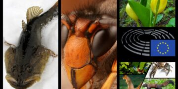 Wykaz inwazyjnych gatunków obcych uznanych za stwarzające zagrożenie dla Unii. Rozporządzenie wykonawcze Komisji (UE) z dnia 13 lipca 2016 r.