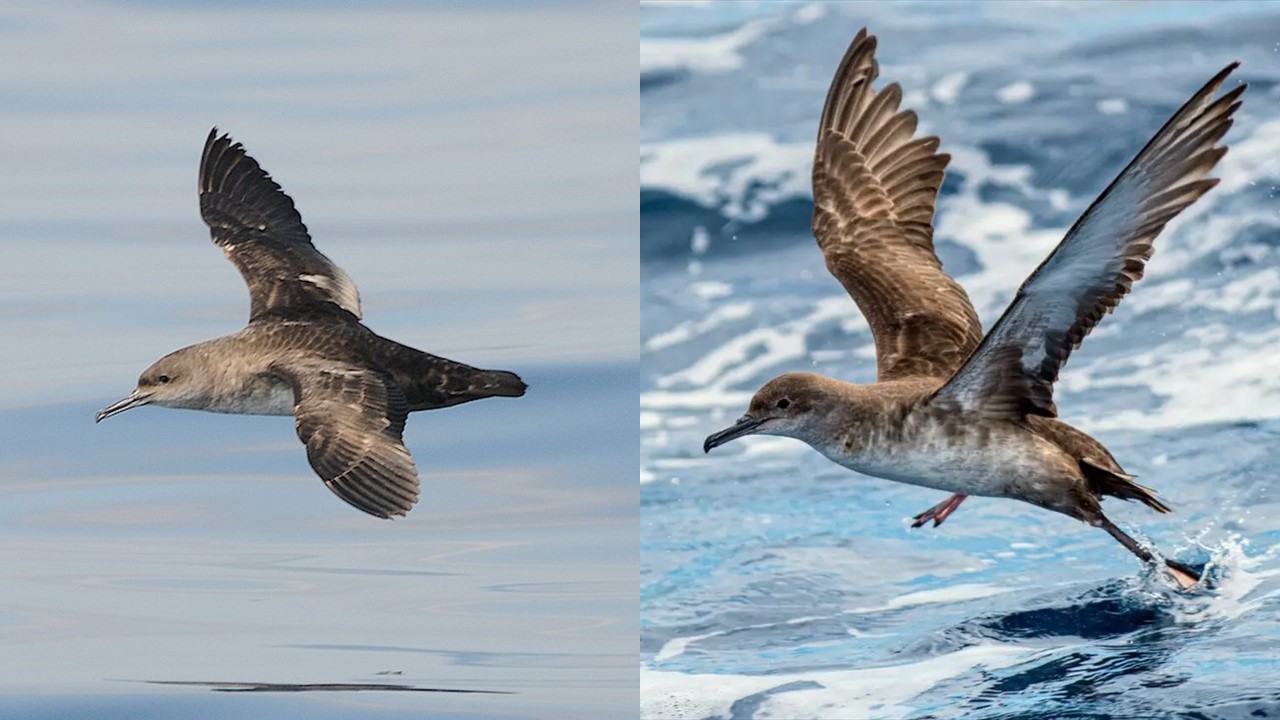 Burzyk Balearski. Balearic Shearwater. (Puffinus mauretanicus)