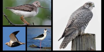 Dyrektywa w sprawie ochrony dzikiego ptactwa z dnia 30 listopada 2009 r.