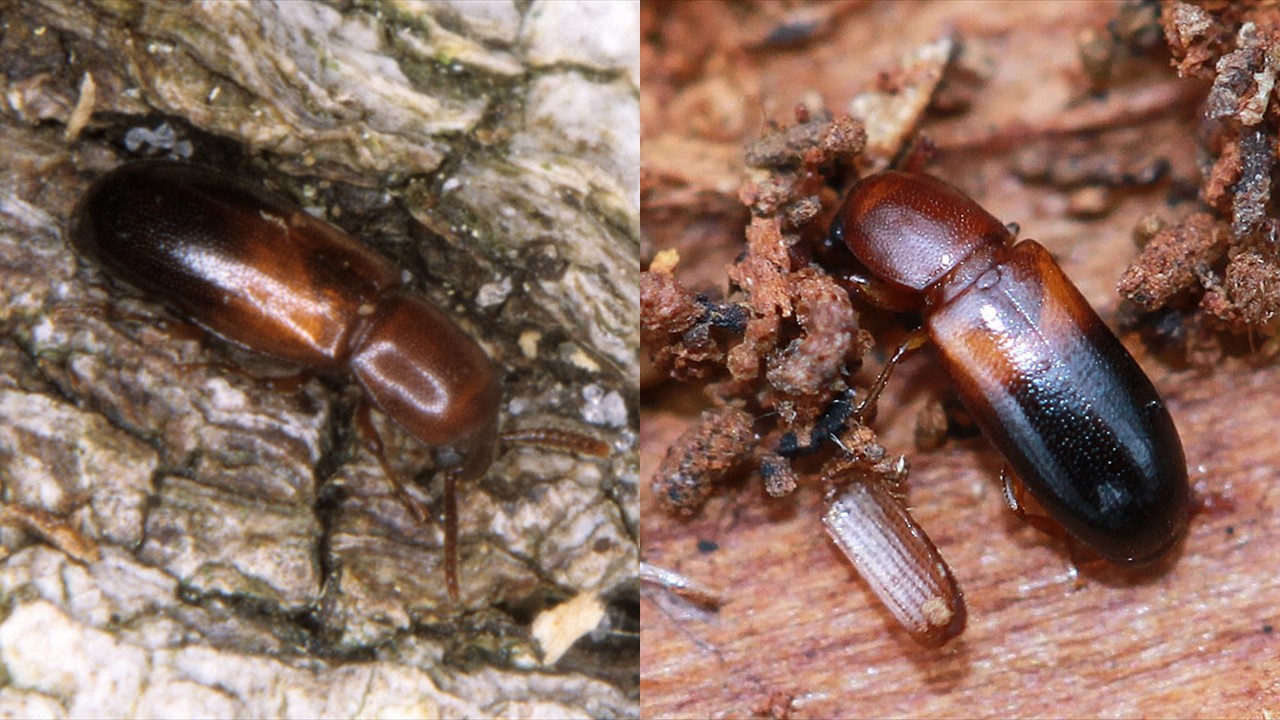 Korosz dwubarwny. (Corticeus bicoloroides).. Europejska Czerwona Lista. Lista gatunków zagrożonych w Polsce. Europejska Czerwona Lista. Lista gatunków zagrożonych w Polsce. Owady, grzyby, małże, ślimaki. Stan na 15 marca 2025 r