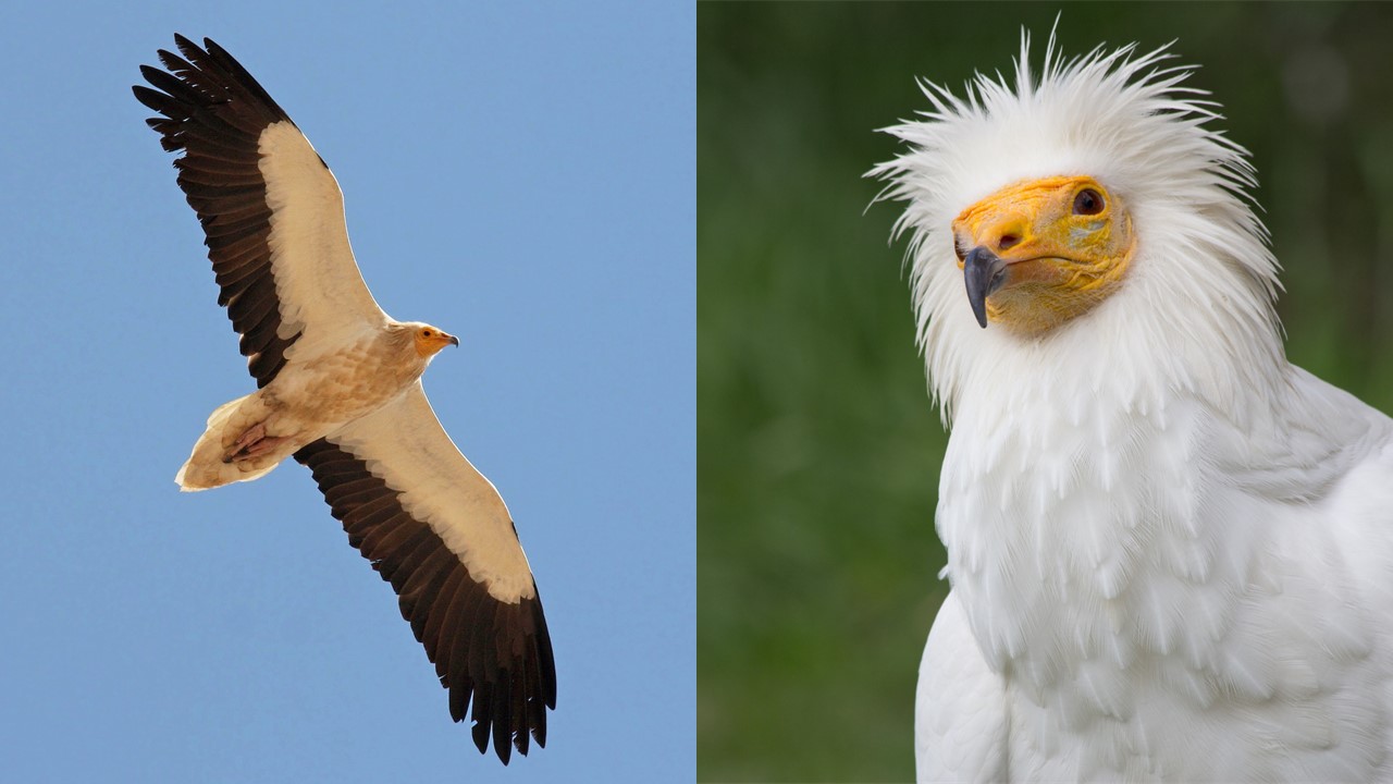 Ścierwnik. Sęp egipski. Orzeł egipski. Egyptian Vulture. (Neophron percnopterus). Europejska Czerwona Lista. Lista gatunków zagrożonych w Polsce. Ptaki. Stan na 7 marca 2025 r.