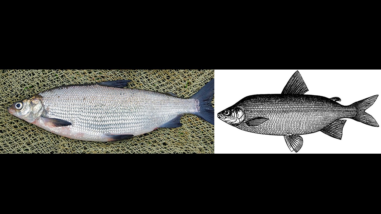 Sieja Pejpus. Peipsi Whitefish (Coregonus maraenoides). Europejska Czerwona Lista. Lista gatunków zagrożonych w Polsce. Ptaki. Stan na 9 marca 2025 r.