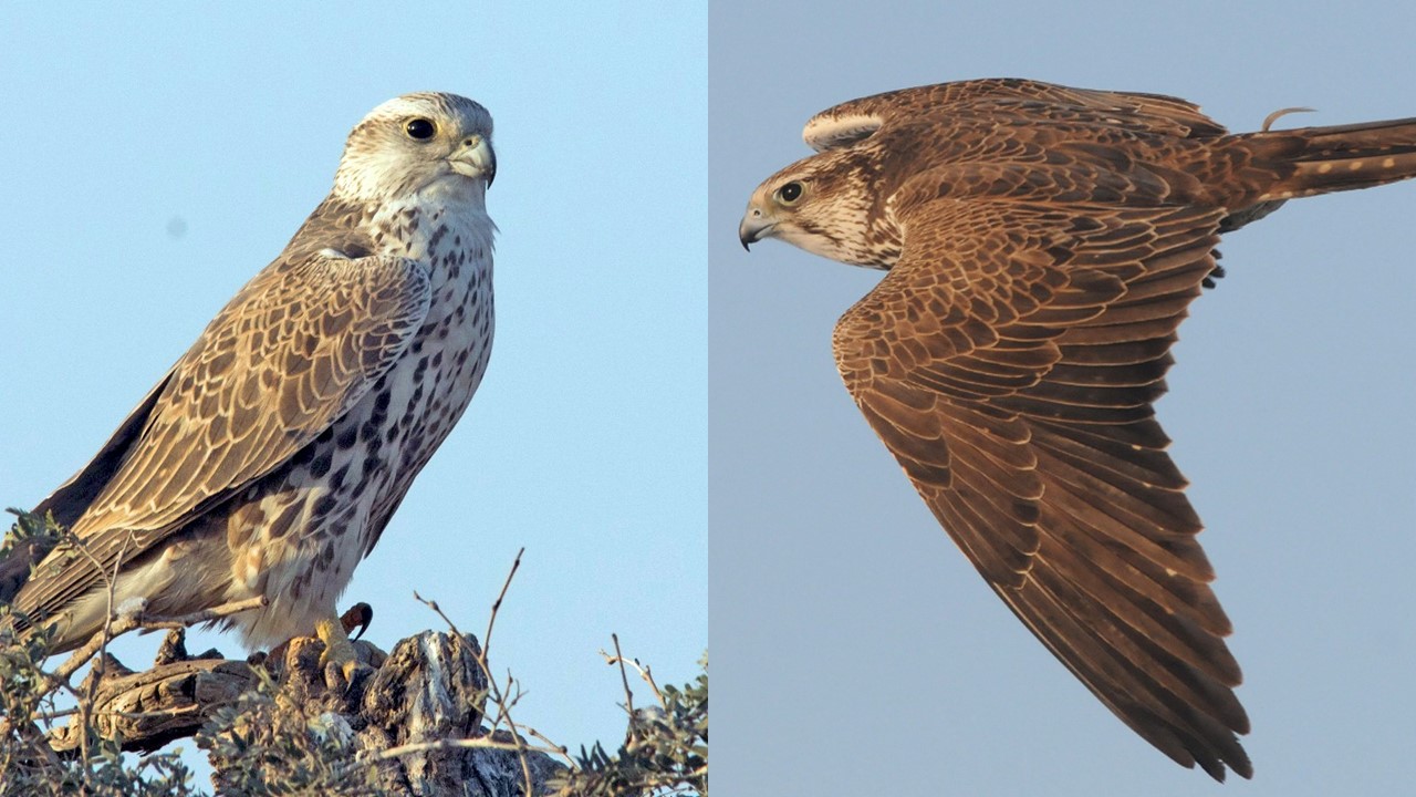 Raróg (zwyczajny). Sokół Saker. Saker Falcon. (Falco cherrug). Europejska Czerwona Lista. Lista gatunków zagrożonych w Polsce. Ptaki. Stan na 7 marca 2025 r.