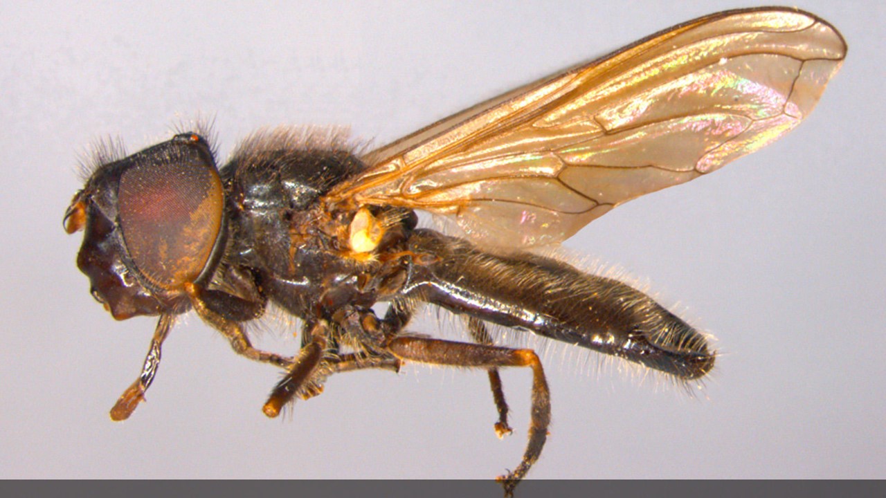 Cheilosia pini Europejska Czerwona Lista. Lista gatunków zagrożonych w Polsce. Europejska Czerwona Lista. Lista gatunków zagrożonych w Polsce. Owady, grzyby, małże, ślimaki. Stan na 15 marca 2025 r