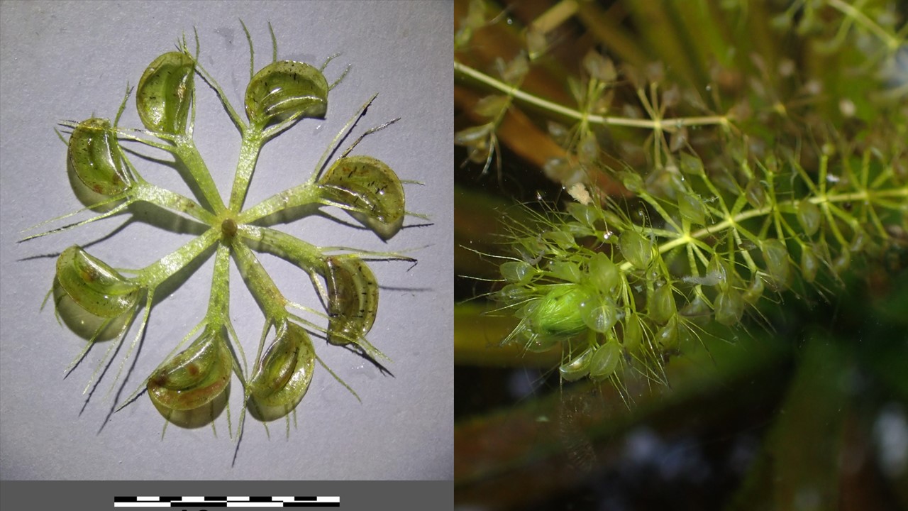 Aldrowanda pęcherzykowata. Bladderwort (Aldrovanda vesiculosa). Europejska Czerwona Lista. Lista gatunków zagrożonych w Polsce. Ptaki. Stan na 9 marca 2025 r.