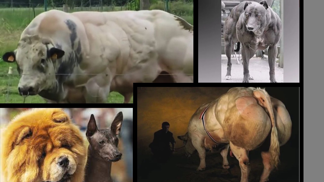 Ocena ryzyka organizmów zmodyfikowanych genetycznie dla środowiska naturalnego. Dyrektywa UE 2018/350 Ocena ryzyka organizmów zmodyfikowanych genetycznie dla środowiska naturalnego. Dyrektywa UE 2018/350