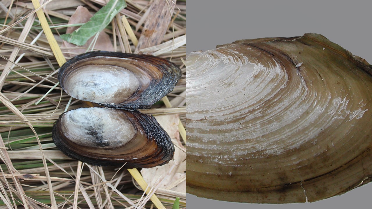 Szczeżuja spłaszczona. Depressed River Mussel (Pseudanodonta complanata) Europejska Czerwona Lista. Europejska Czerwona Lista. Lista gatunków zagrożonych w Polsce. Europejska Czerwona Lista. Lista gatunków zagrożonych w Polsce. Owady, grzyby, małże, ślimaki. Stan na 15 marca 2025 r