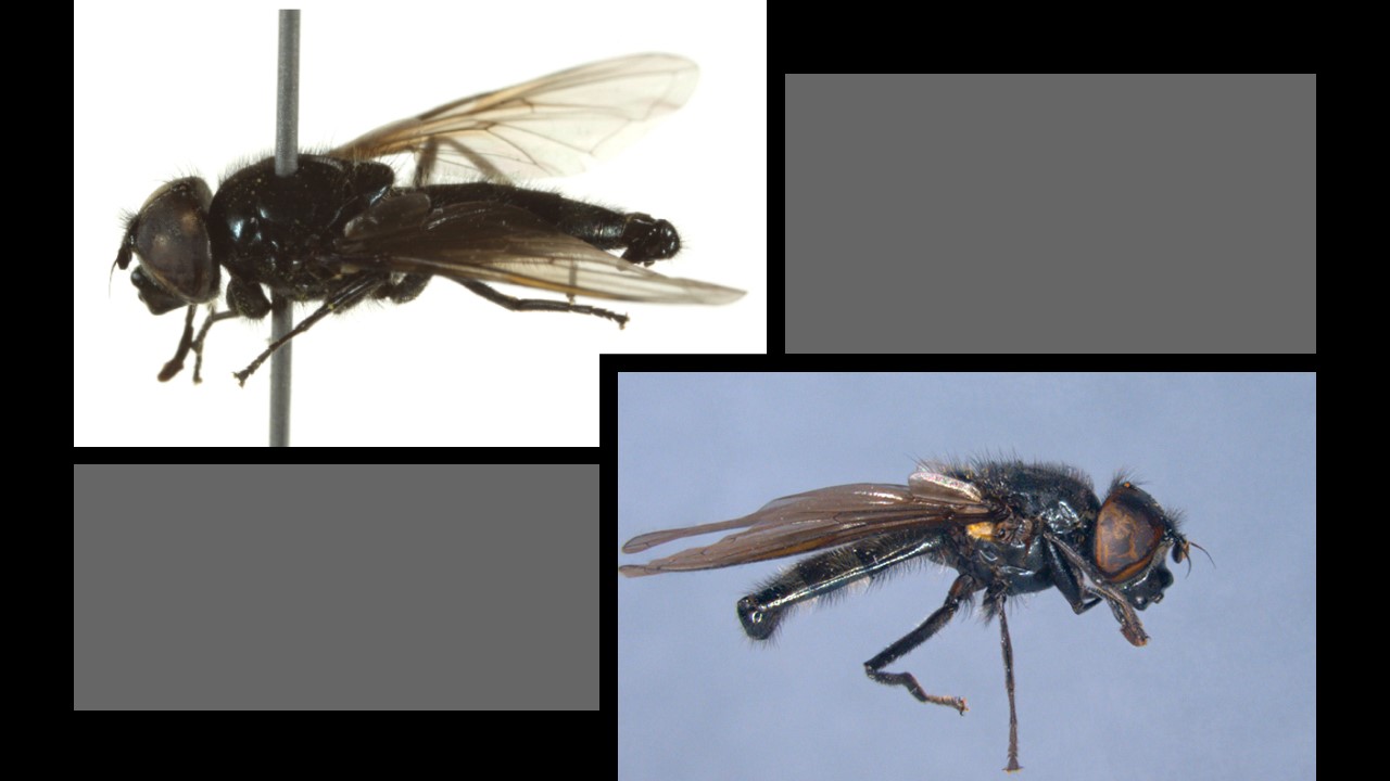 Cheilosia nivalis Europejska Czerwona Lista. Lista gatunków zagrożonych w Polsce. Europejska Czerwona Lista. Lista gatunków zagrożonych w Polsce. Owady, grzyby, małże, ślimaki. Stan na 15 marca 2025 r