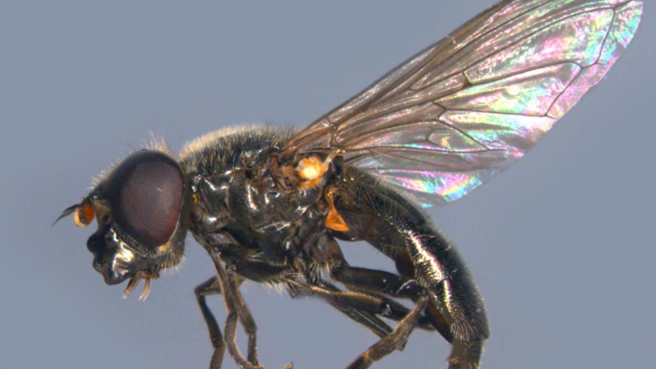 Cheilosia crassiseta. Europejska Czerwona Lista. Lista gatunków zagrożonych w Polsce. Owady, grzyby, małże, ślimaki. Stan na 15 marca 2025 r