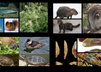 Inwazyjne gatunki obce – ciche zagrożenie dla bioróżnorodności