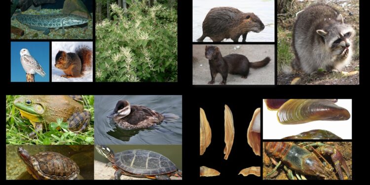 Inwazyjne gatunki obce – ciche zagrożenie dla bioróżnorodności