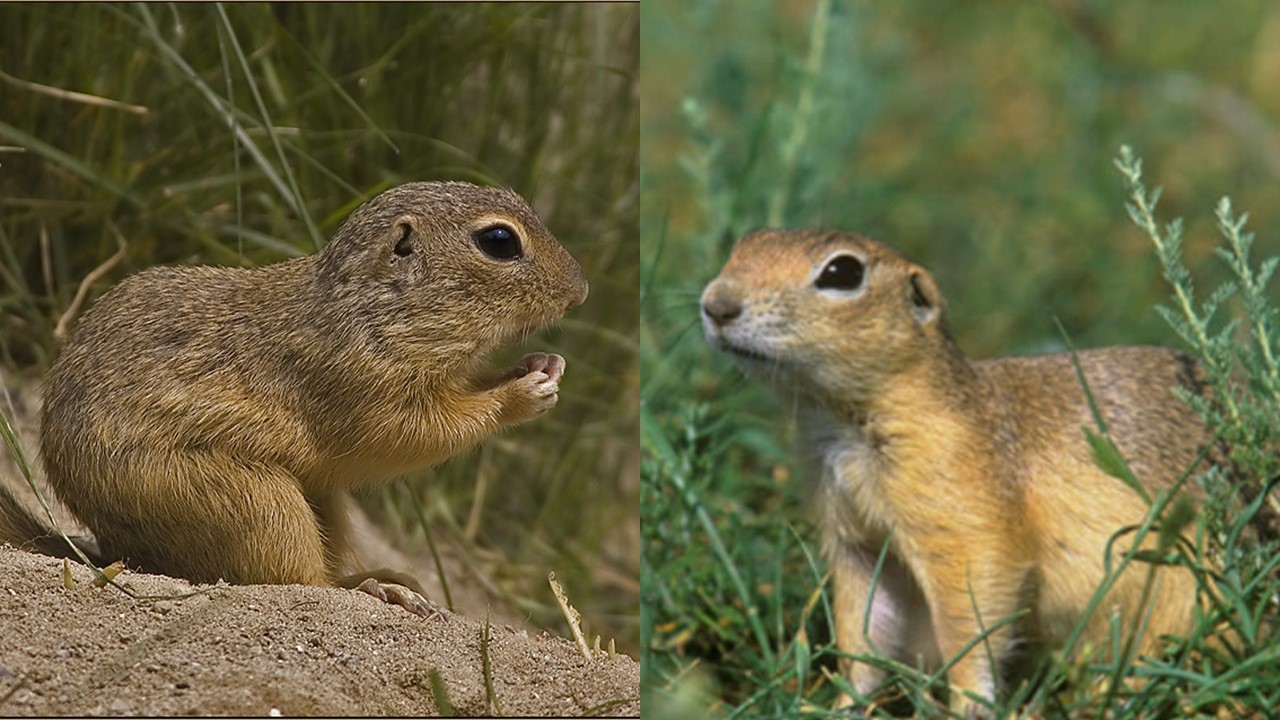 Wiewiórka europejska. Wiewiórka ziemna. Suseł moręgowany European Ground Squirrel (Spermophilus citellus). Europejska Czerwona Lista. Lista gatunków zagrożonych w Polsce. Ptaki. Stan na 9 marca 2025 r.
