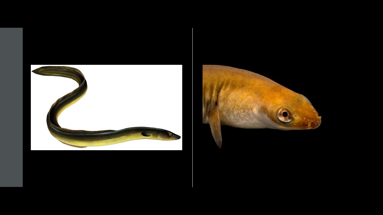 Węgorz europejski. European eel (Anguilla Anguilla), Europejska Czerwona Lista i Europejska Czerwona Księga.